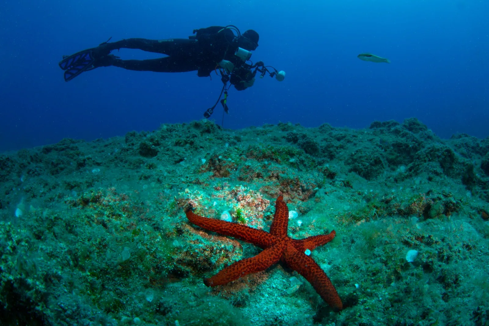 Starfish on the seabed with a diver above