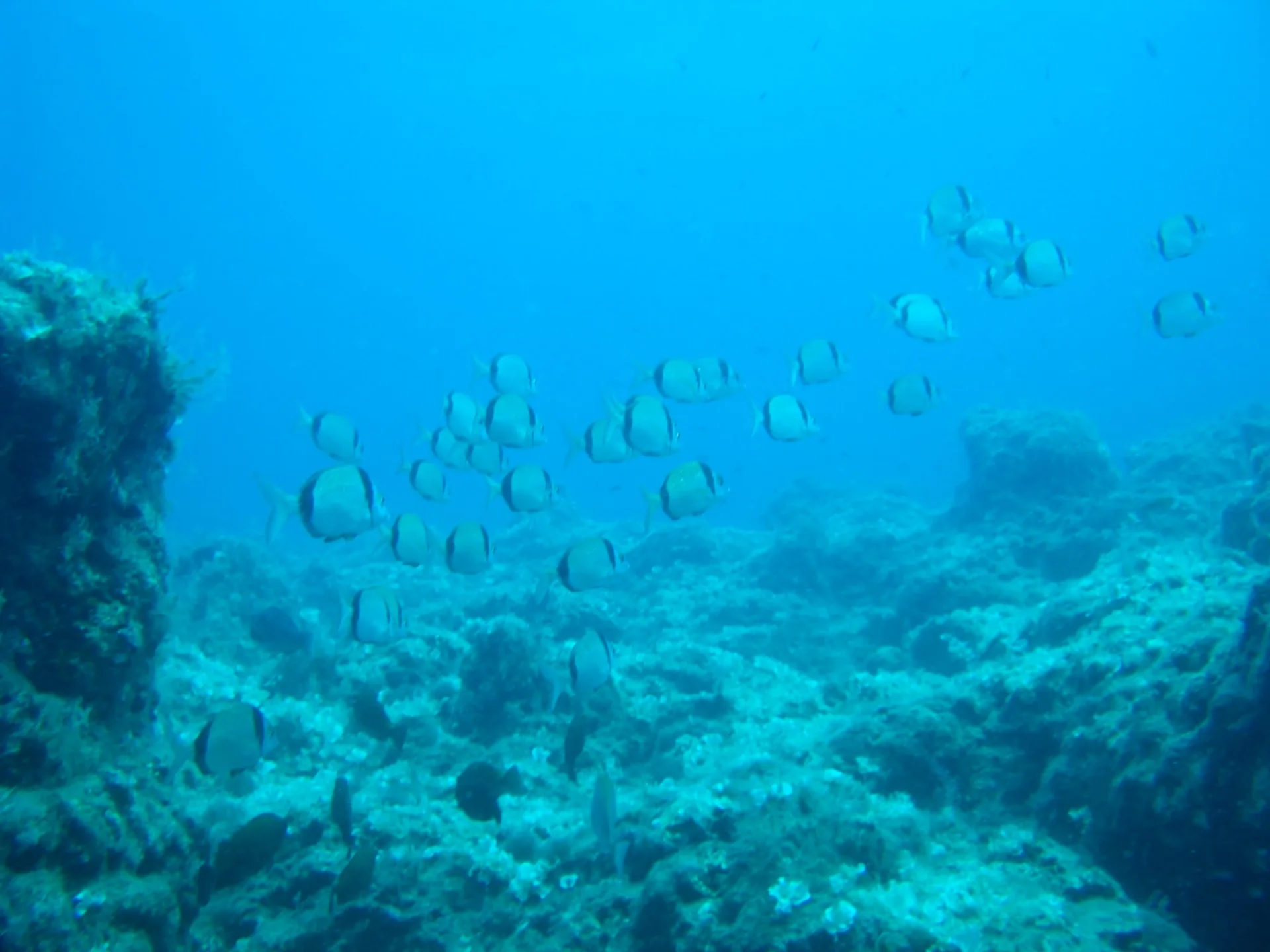 School of fish by a rock wall