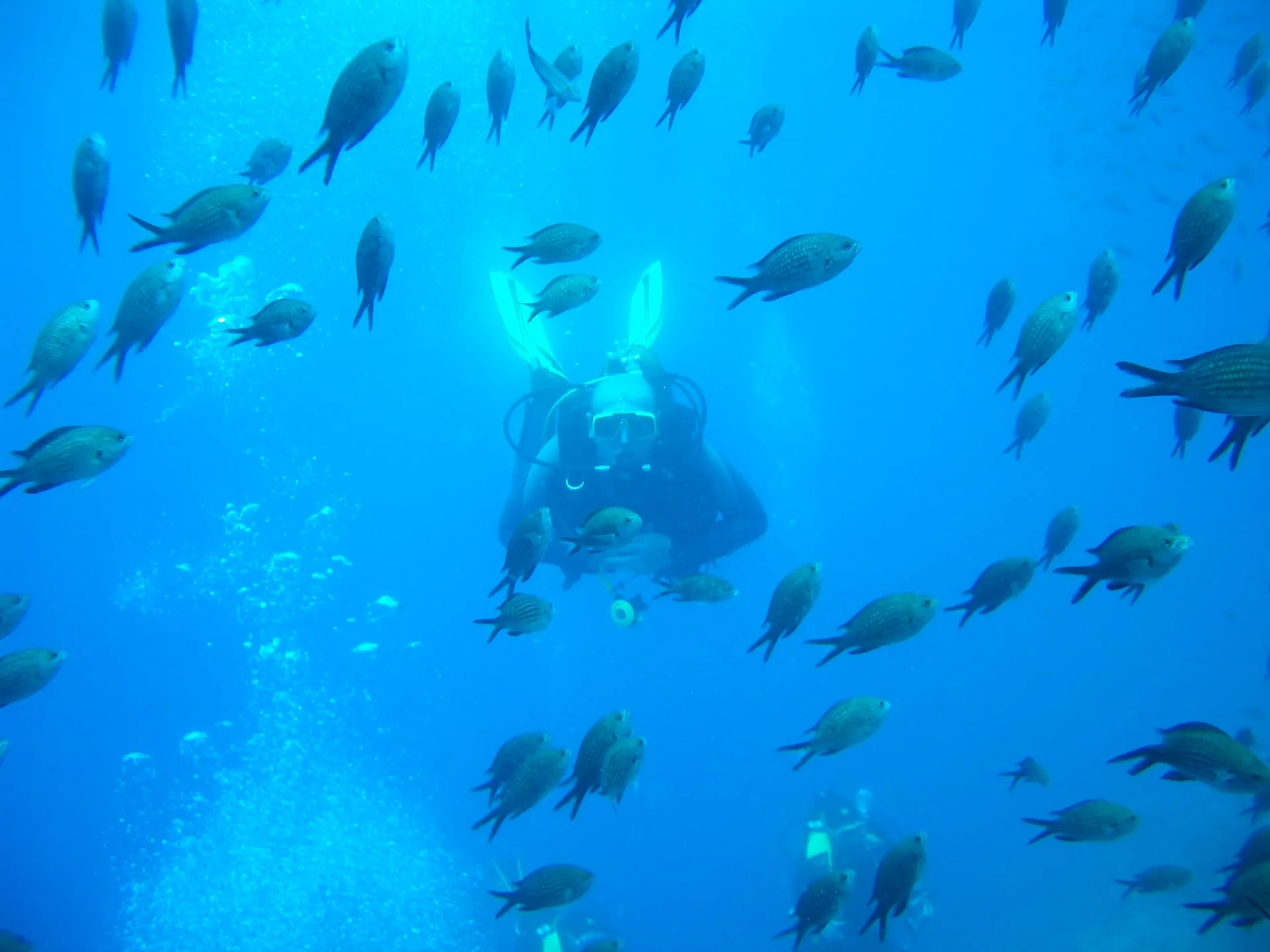 Diver surrounded by a school of fish