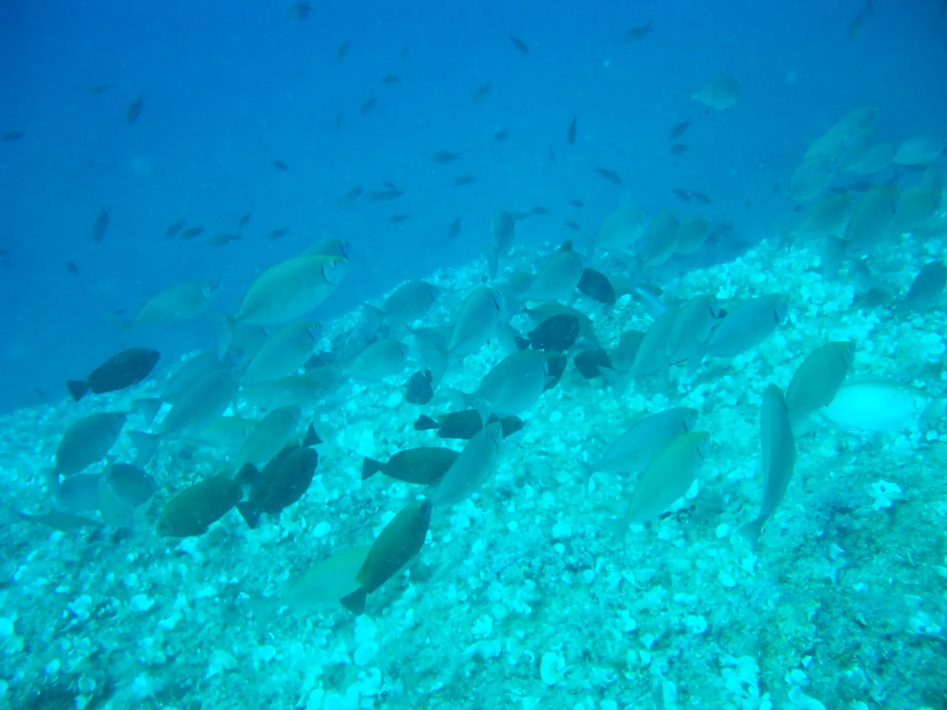 Fish above rocky seabed