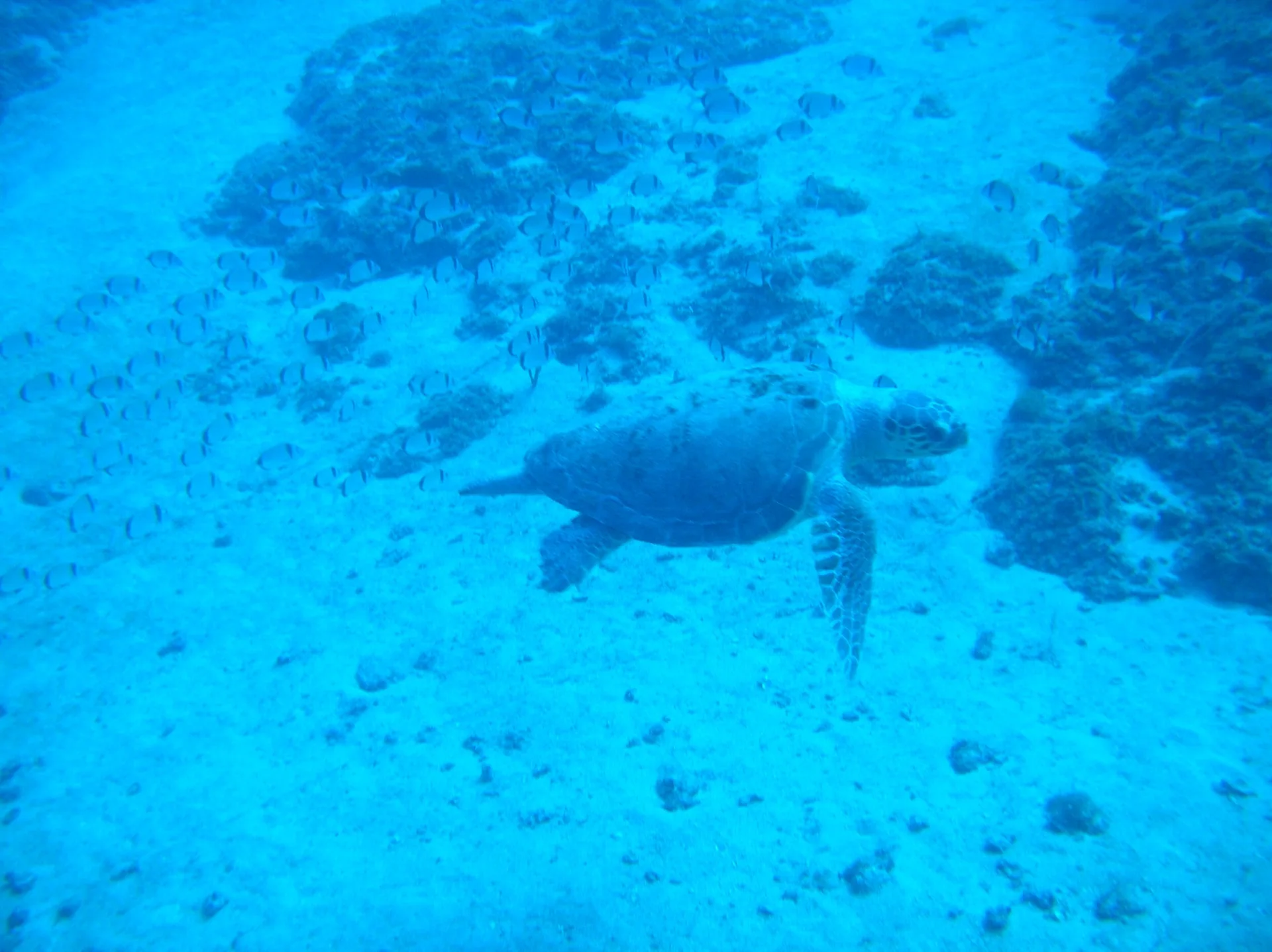 Sea turtle above the seabed