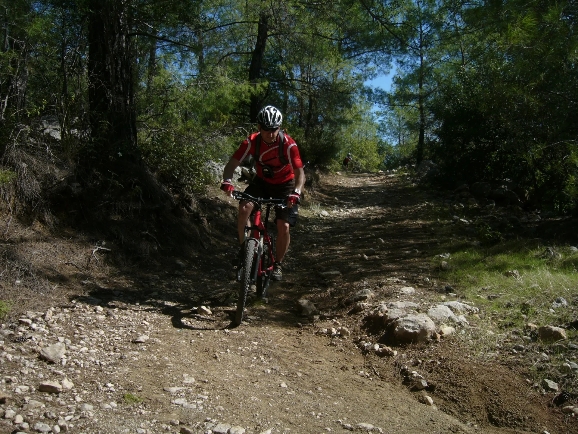 Mountain biker on a woodland trail