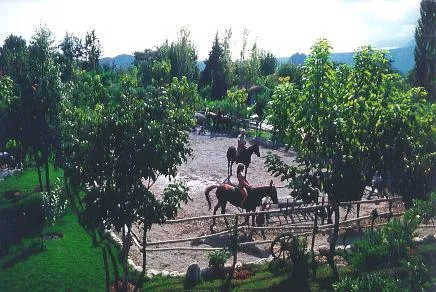 Caballos en la antigua pista de equitación entre los árboles del Erendiz.