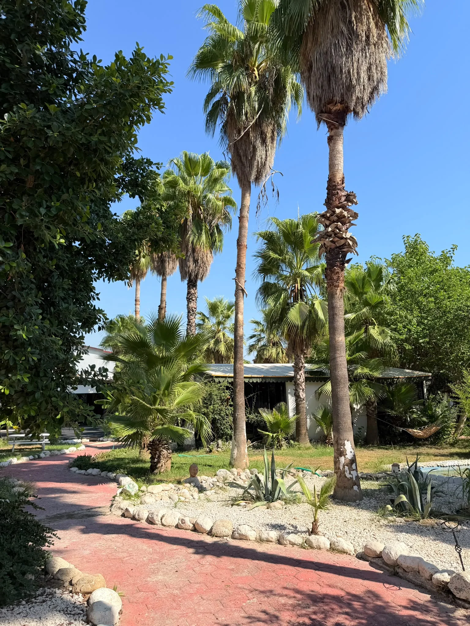 Paths beneath the palms